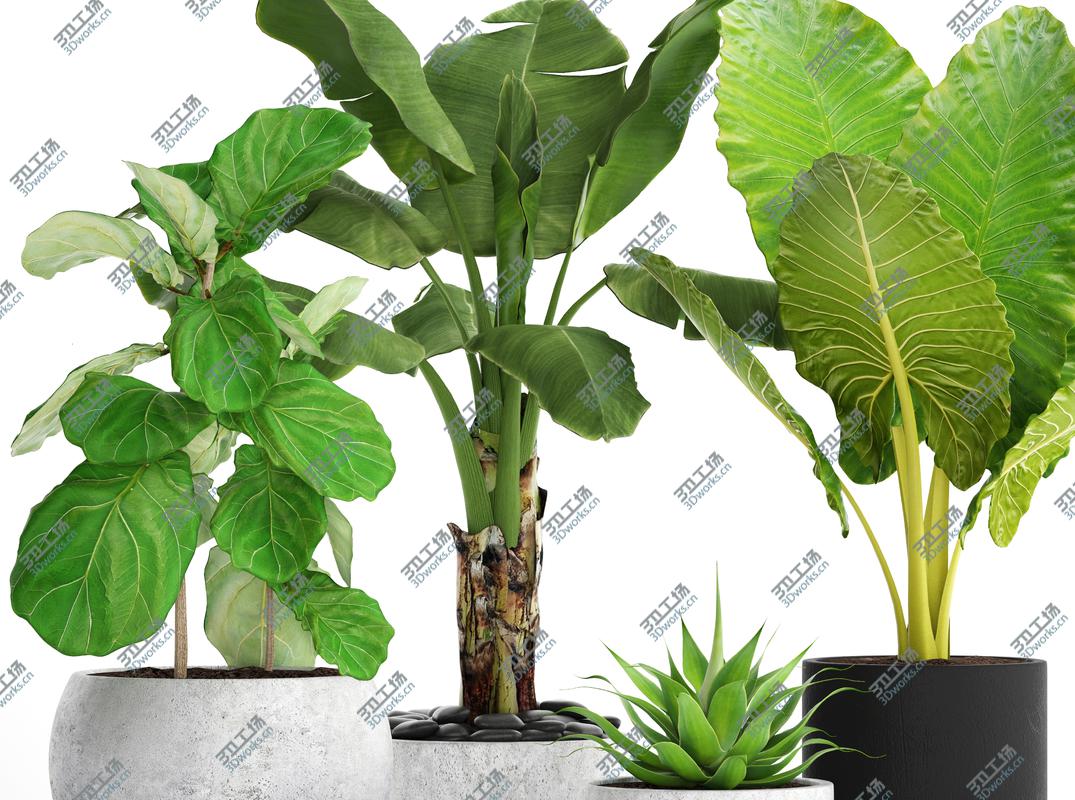 images/goods_img/202105074/3D Collection plants/5.jpg